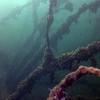 Picture taken during the dive