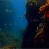 Picture taken during the dive