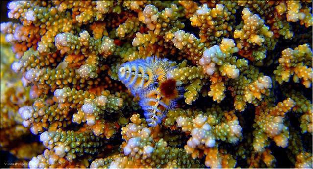 Planet Divers - Dive Center in Egypt