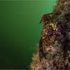 Picture taken during the dive