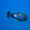 Picture taken during the dive