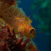 Picture taken during the dive