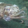 Picture taken during the dive