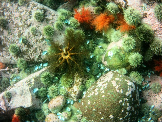 Les Explorateurs Sous-Marins-Einstein Scuba - Dive Center in Canada