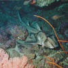 Picture taken during the dive