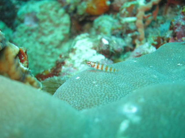 ScubaBro - Dive Center in Philippines