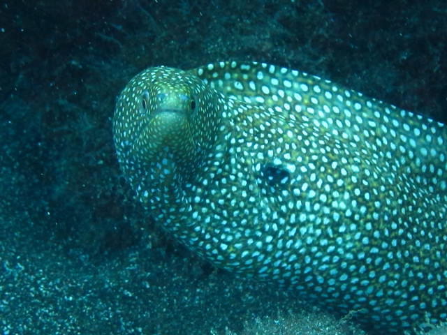 Maui Dive Shop Maalaea - Dive Center in United States