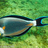 Picture taken during the dive