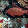 Picture taken during the dive