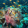 Picture taken during the dive