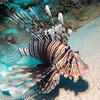 Picture taken during the dive