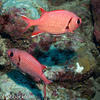 Picture taken during the dive
