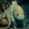 Picture taken during the dive