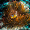 Picture taken during the dive