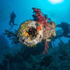 Picture taken during the dive