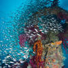 Picture taken during the dive