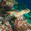 Picture taken during the dive