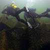 Picture taken during the dive