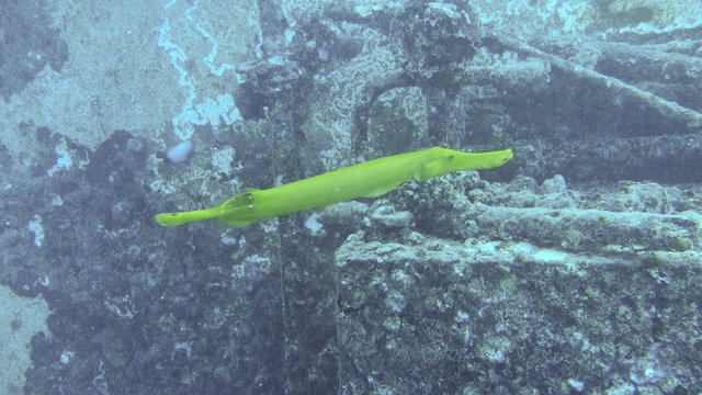 Kaimana Divers - Dive Center in United States
