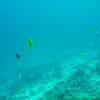 Picture taken during the dive