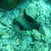 Picture taken during the dive