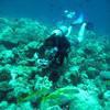 Picture taken during the dive