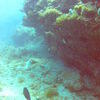 Picture taken during the dive