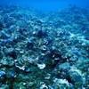 Picture taken during the dive