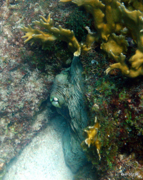 Twin Divers - Dive Center in Netherlands