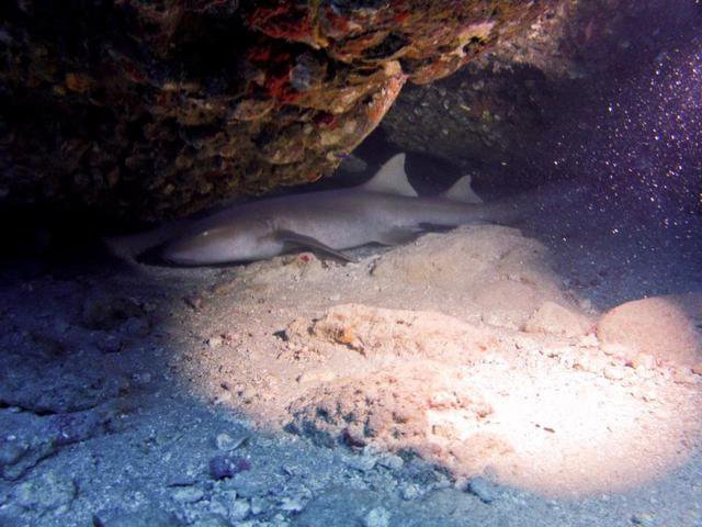 Lauderdale Diver - Dive Center in United States