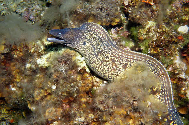 DIVING IN ELBA SNC - Dive Center in Italy