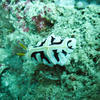 Picture taken during the dive