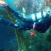 Picture taken during the dive