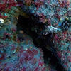 Picture taken during the dive