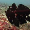 Picture taken during the dive