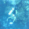 Picture taken during the dive