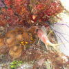 Picture taken during the dive