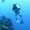 Picture taken during the dive