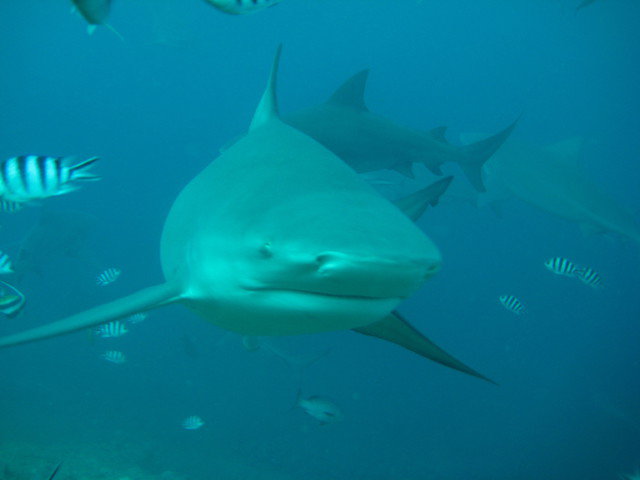 Aqua Trek Beqa - Dive Center