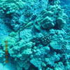 Picture taken during the dive