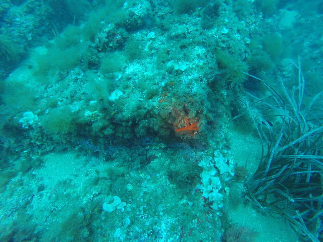 Posidonia Dive - Dive Center in Espagne