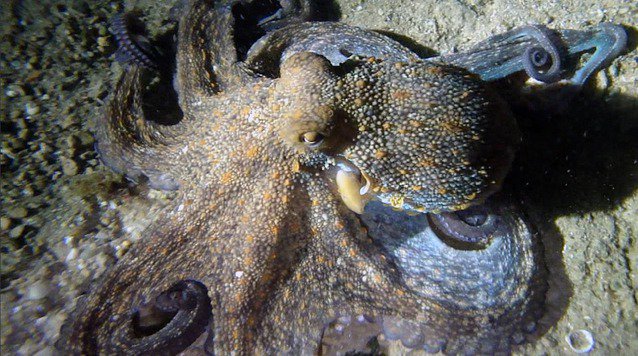 TopSub LDA - Dive Center in Portugal