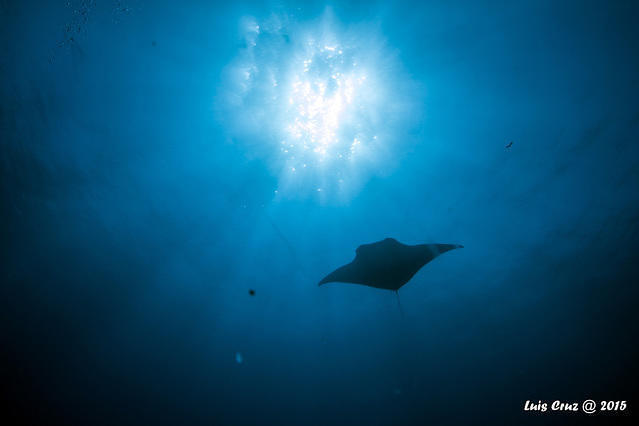 Diving in Egypt, Sharm El Sheikh - By Luís Cruz