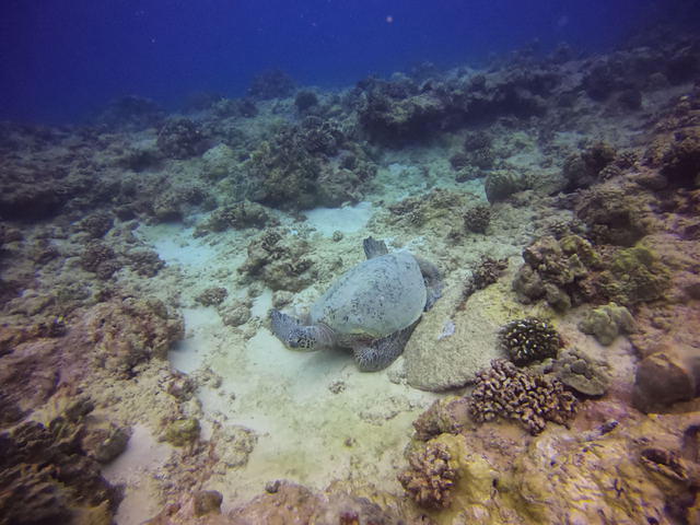 Aqua Zone Scuba Diving & Water Sports - Dive Center in United States
