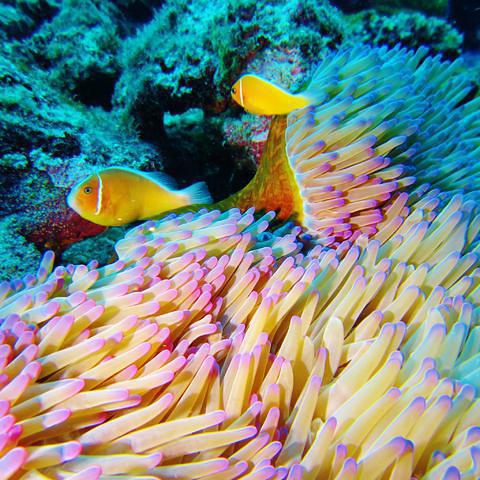 Tiéti Diving - Dive Center in New Caledonia