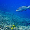 Picture taken during the dive