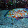 Picture taken during the dive