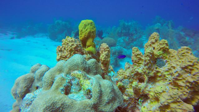 Art Pickering's Provo Turtle Divers - Dive Center in United States
