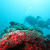 Picture taken during the dive