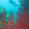 Picture taken during the dive
